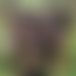 NBS ANUNCIA NOVO SINGLE PARA ESTE DOMINGO, 06 DE NOVEMBRO