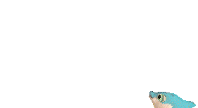 рыба.gif