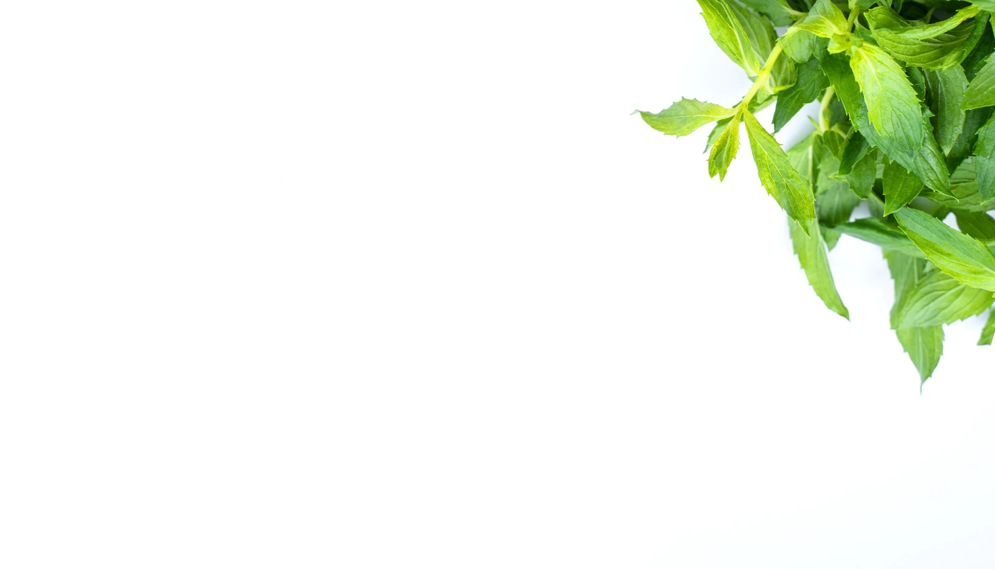 bundle-mint-fresh-green-herb-leaf-white-background-natural-ingredient-food-flatly_604704-4