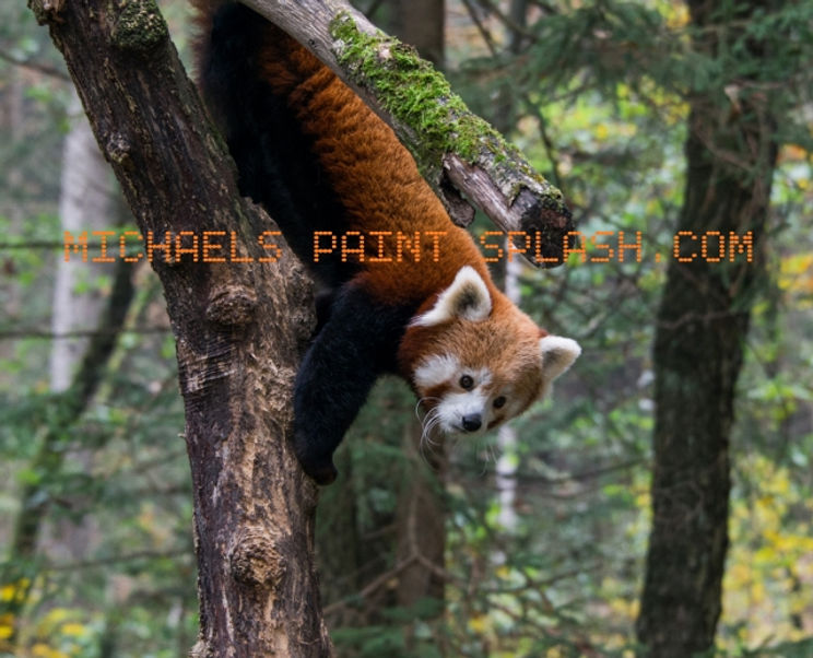 Cute Red Panda in a tree M (640x518).jpg