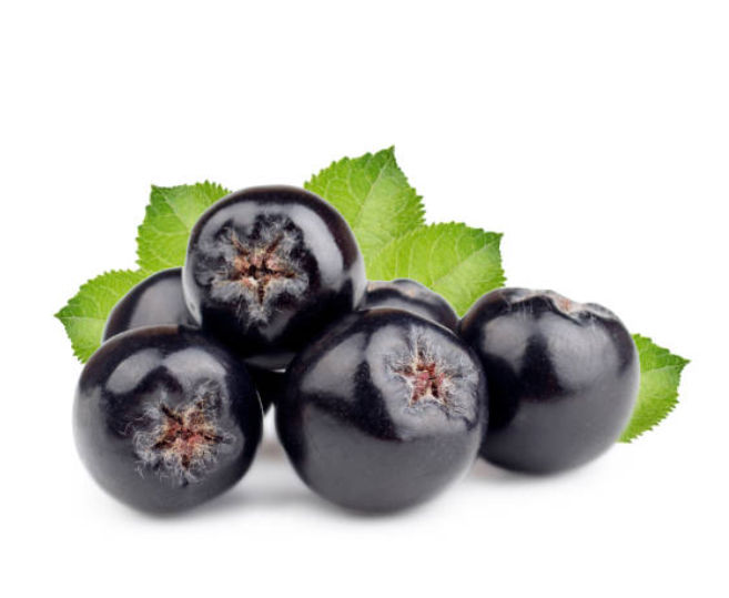 Borůvky kanadské divoké malé