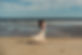 EVERETT_Jill_100825-00560_2.JPG