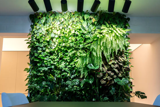 Zielona ściana z paprociami i kolorowymi liśćmi w salonie