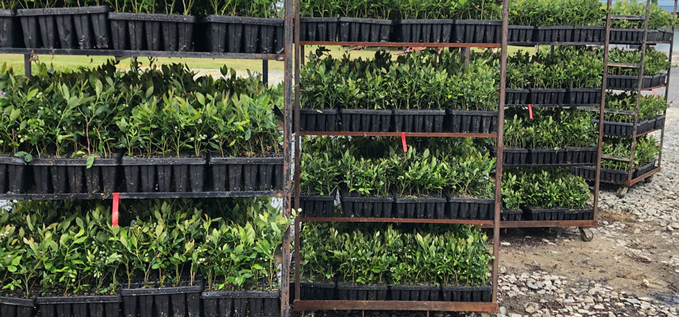 Home | cornelius-farms