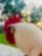 White rooster with a large red comb.