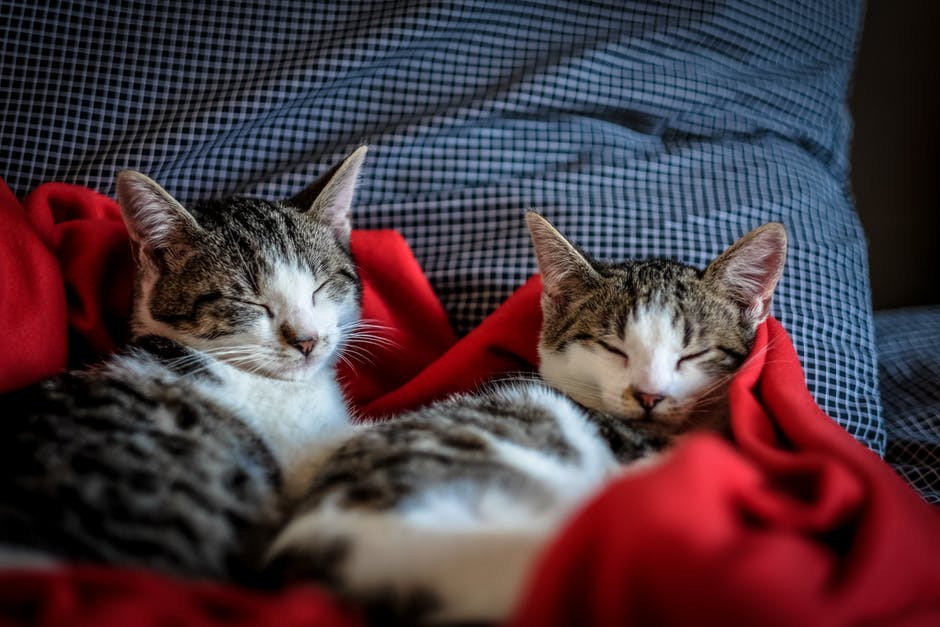 Two Cat Best Friends