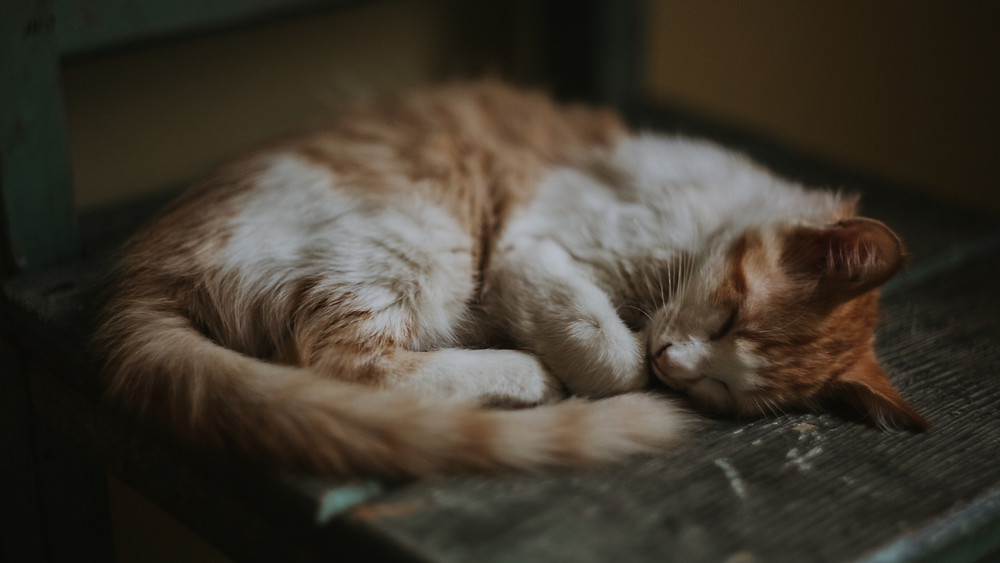 Cat Sleeping Inside