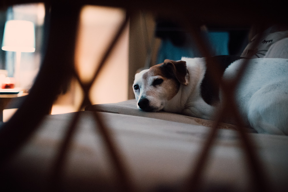 Dog on bed