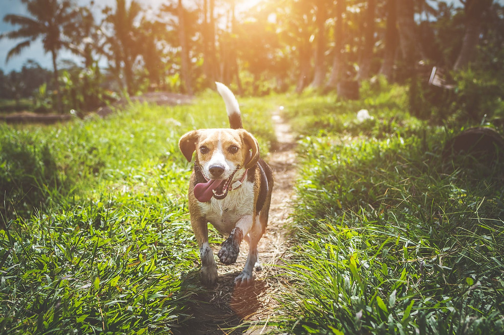 Healthy Happy Dog