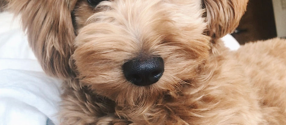 What To Tell Your Groomer To Get That Perfect Doodle Haircut