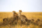 Guépards Tanzanie.jpg