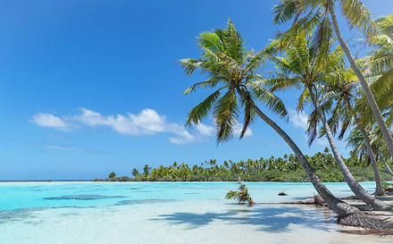 plages paradisiaques cocotiers mer