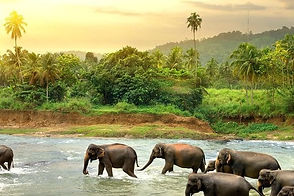 Faune Sri Lanka