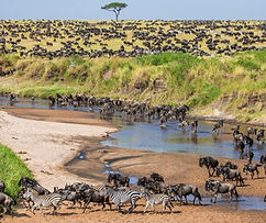 Kenya Tanzanie grande migration Kilimandjaro safari Afrique lion girafe éléphant