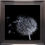 Thumbnail: Framed 'Dandelion 1 on Black' Artwork