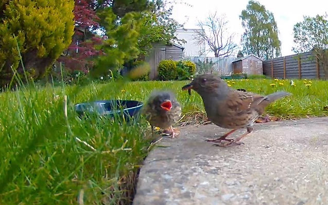 Sparrow fledgling.jpeg