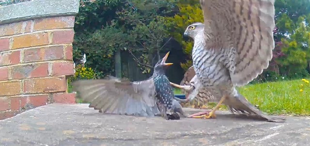 A sparrow hawk attacks a starling in the author's garden
