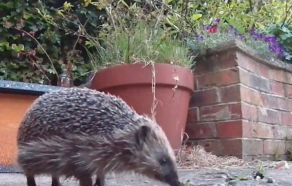 Hedgehog daylight.jpeg