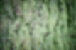P1040295-klein.JPG