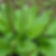 PLANTAIN (RIBWORT) - PLANTAGO LANCEOLATA 100G