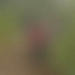 Softopper + Cody Webb Content Creation and Influencer Marketing