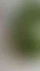 ירק שטוף במסננות ליד בצל ירוק