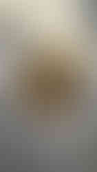 בלילת עוגיות