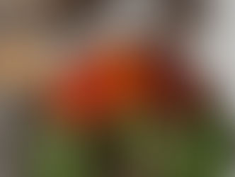 סלט ישראלי עם קינואה