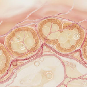 Microscopic view of human adult adipose tissue highlighting cellular adipocytes and vascular networks for functional organoids and regenerative medicine.