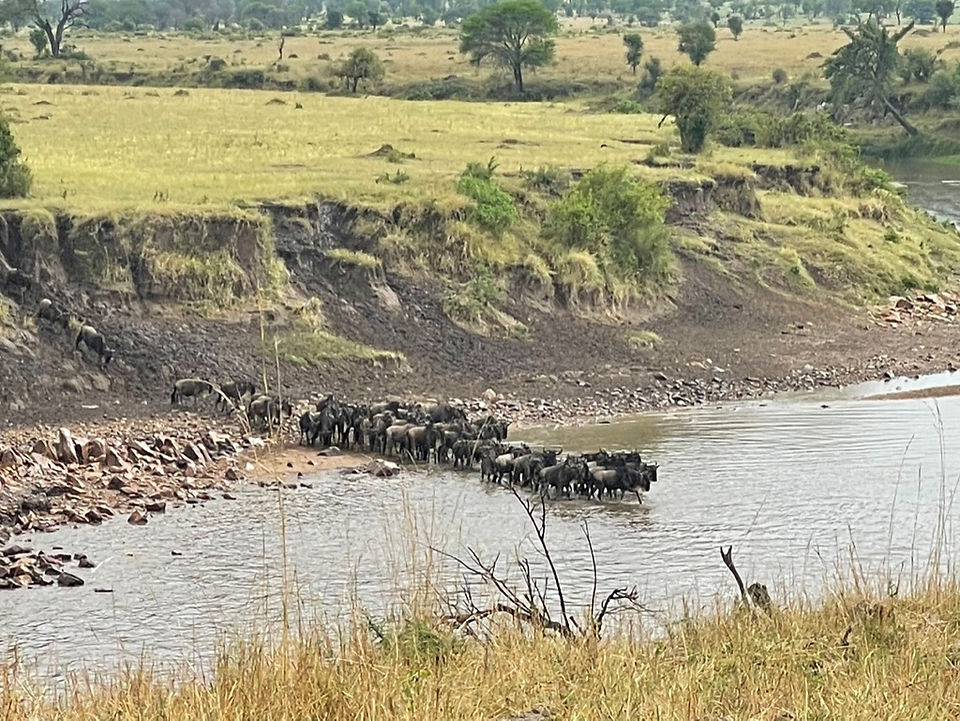 Keeping an eye on the crocs