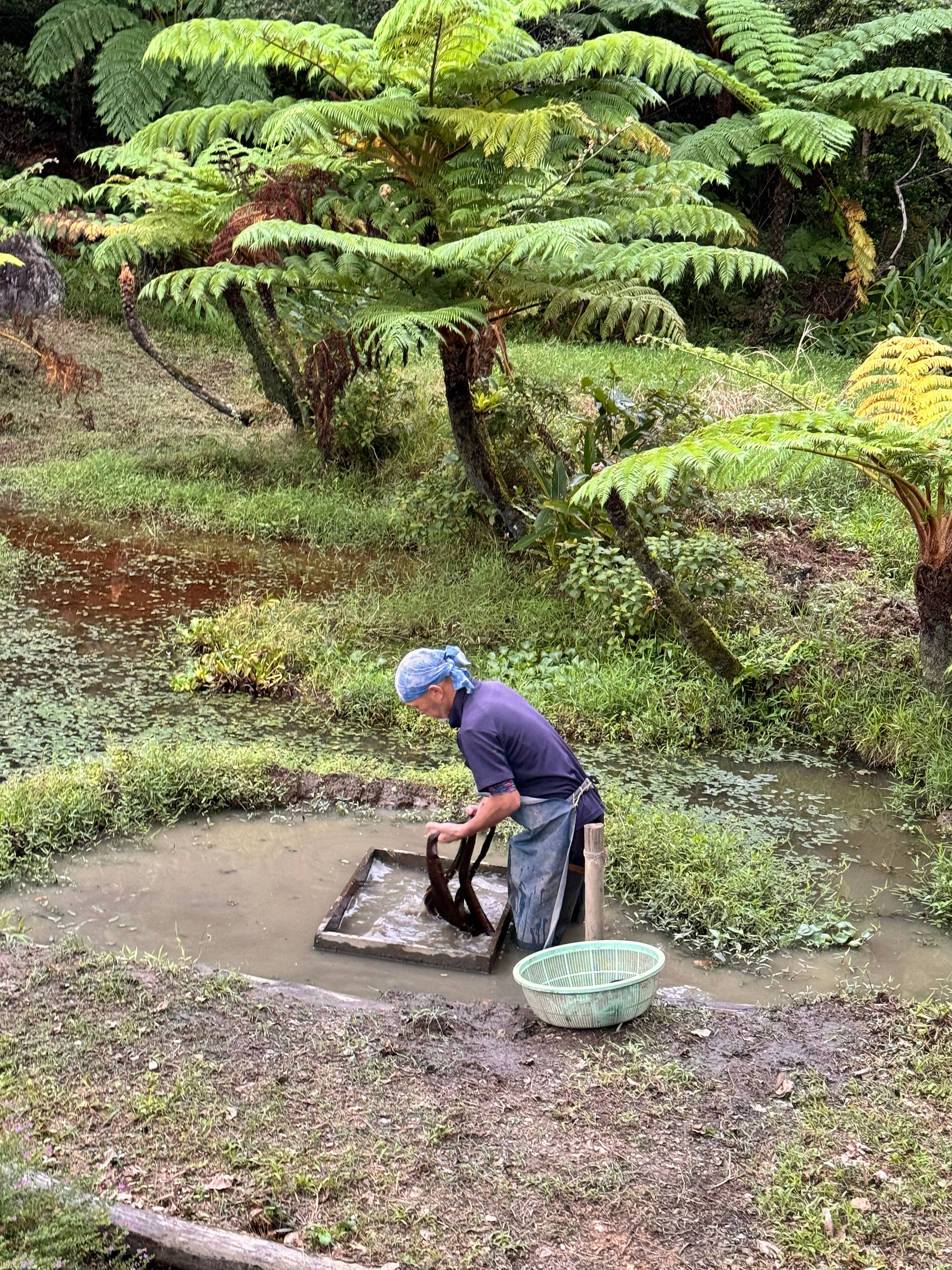 Mud dyeing 