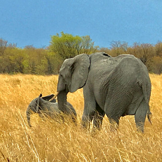 Khwai, Botswana