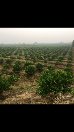 Huerta de Limón Persa (1.5 Años)