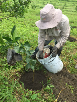 Replantes con SUSTRAFER