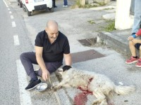 Investito cane sulla strada