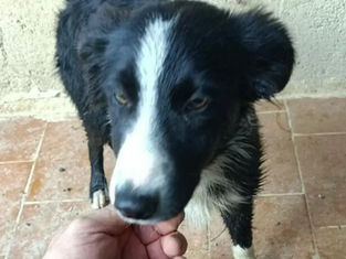 Cucciolo Border Collie salvato