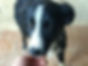 Rintracciato Cucciolo di Border Collie disperso