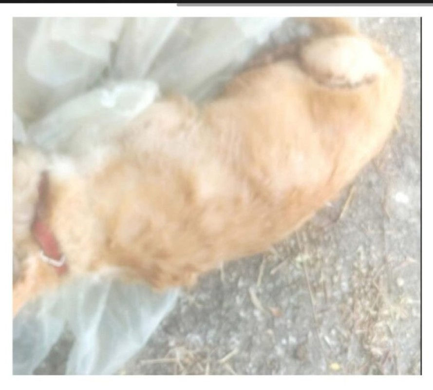 Cane fulvo disteso tra rifiuti in una discarica a Sarno