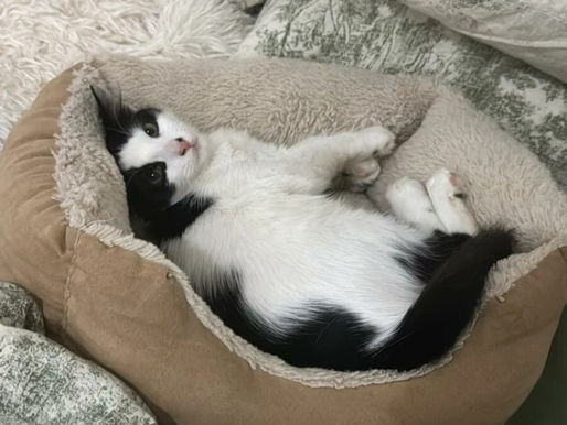 Ritrovato gatto