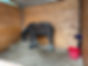 Animali maltrattati in un’azienda agricola