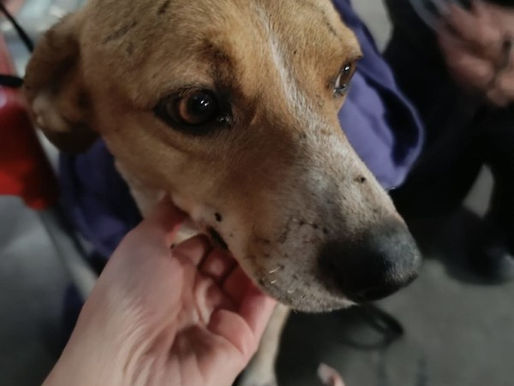 Cane ustionato olio bollente