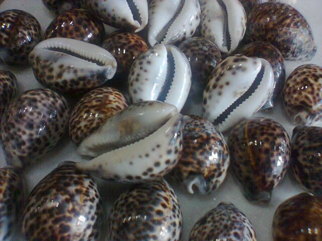 Miniatura: Búzio Africano Marrom nº 5 - Unidade