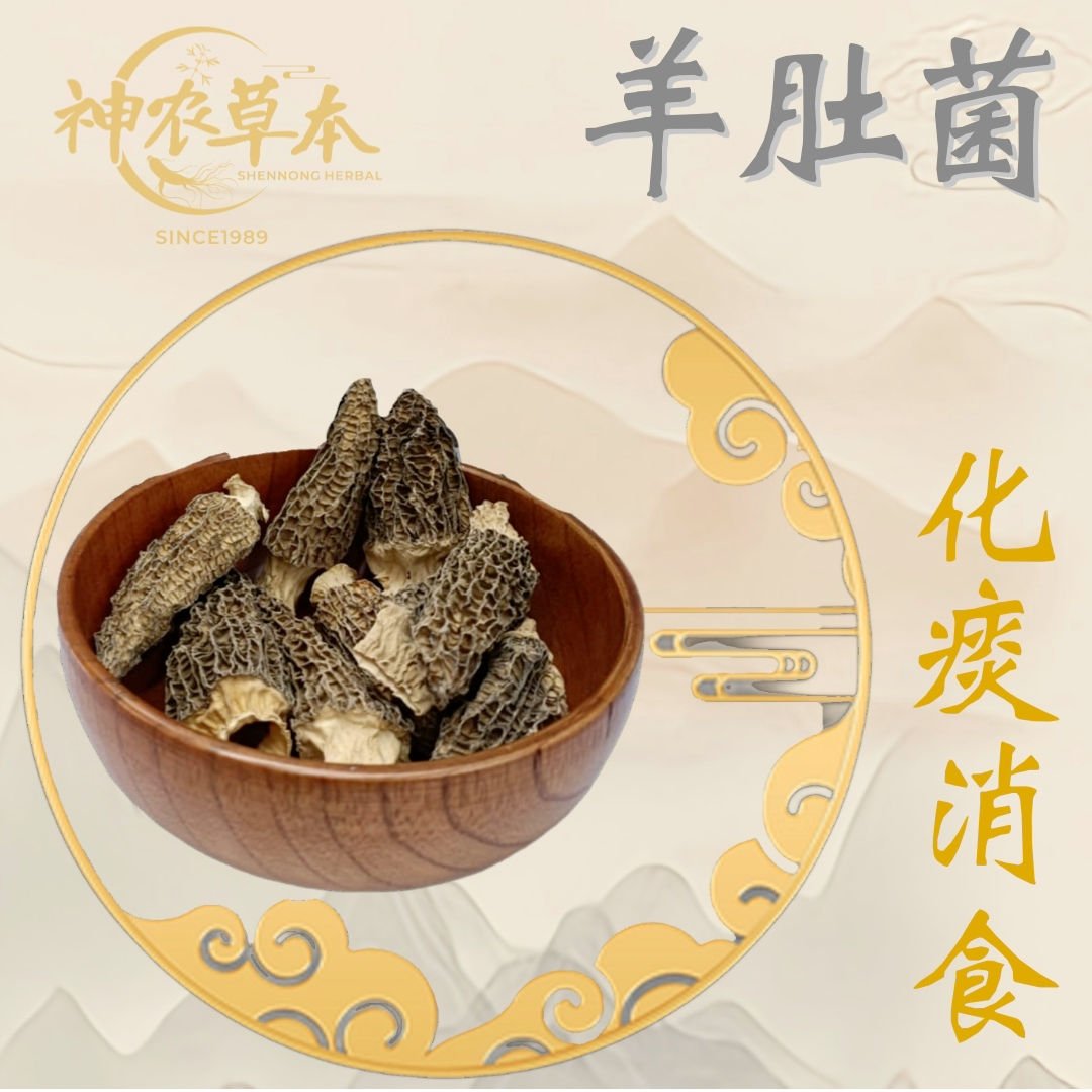 羊肚菌 ｜ MORCHHELLA