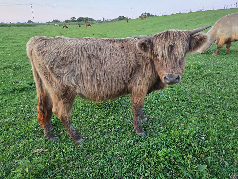 Thumbnail: Anastasia -Heifer HHCA Class A Herdbook