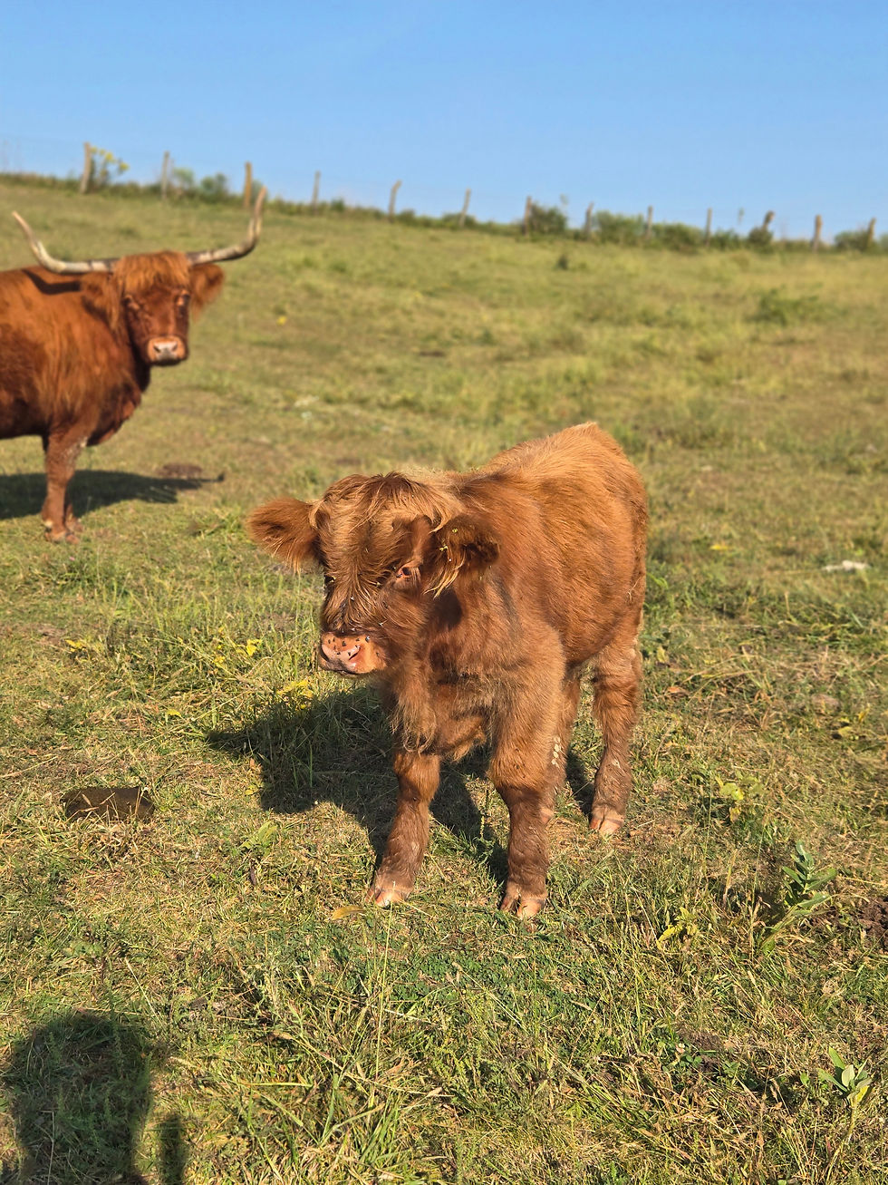 Thumbnail: Sold-Brindle Bull