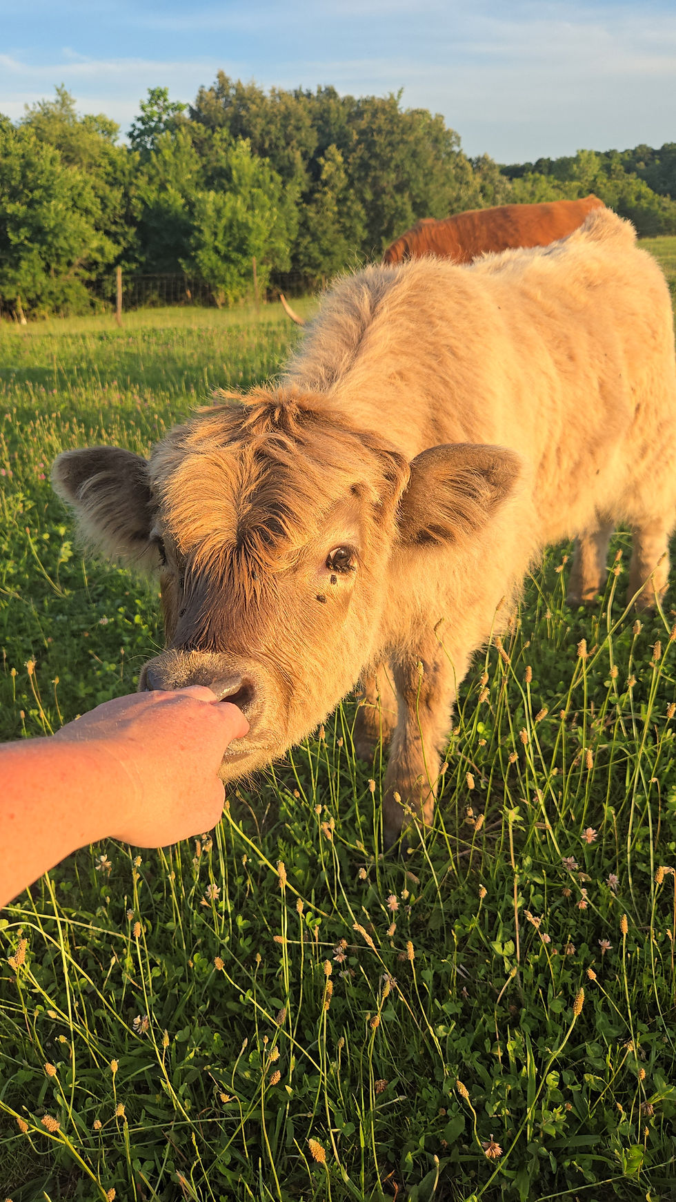 Thumbnail: Stetson -Dun Bull Calf