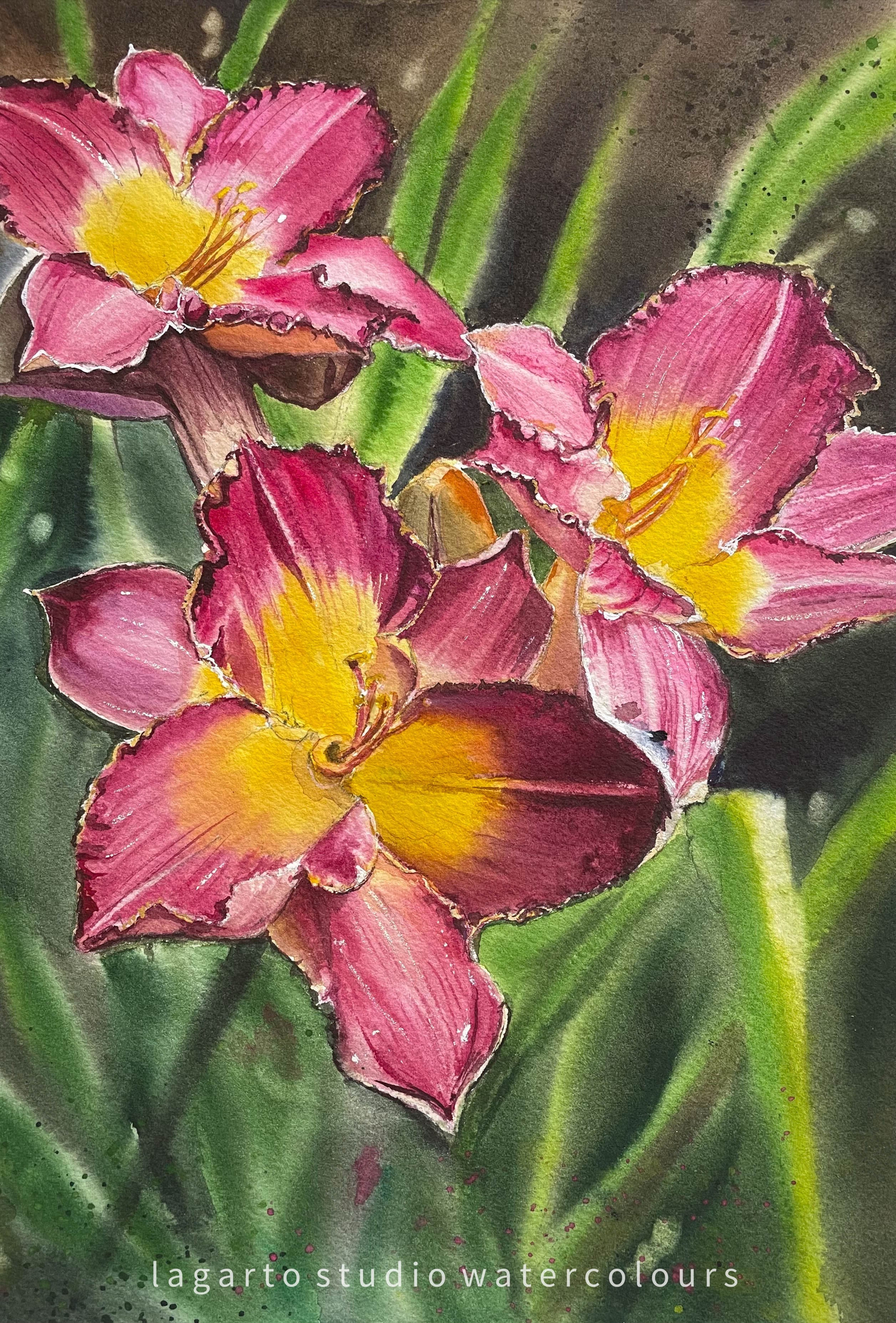 Daylilies