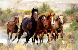 Wild Horses at Kaapsehoop