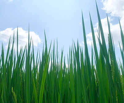 IMG_0785 1_edited.jpg