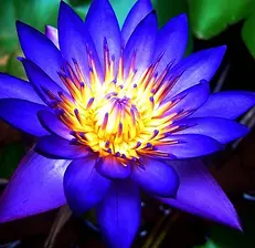 Blue Lotus.webp